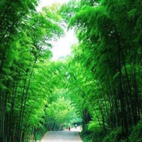 蜀南竹海